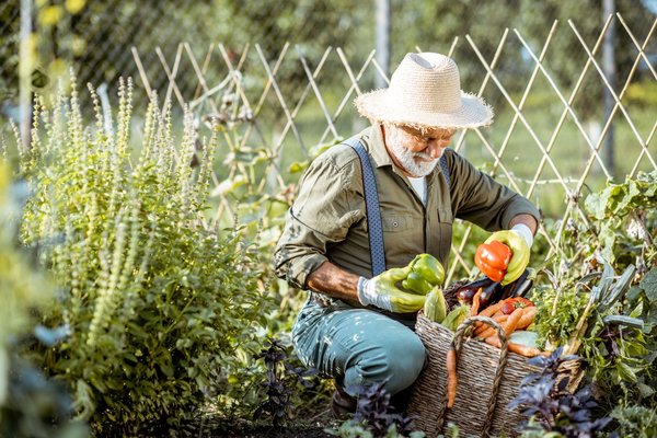 Comment faire pour réussir son potager?
